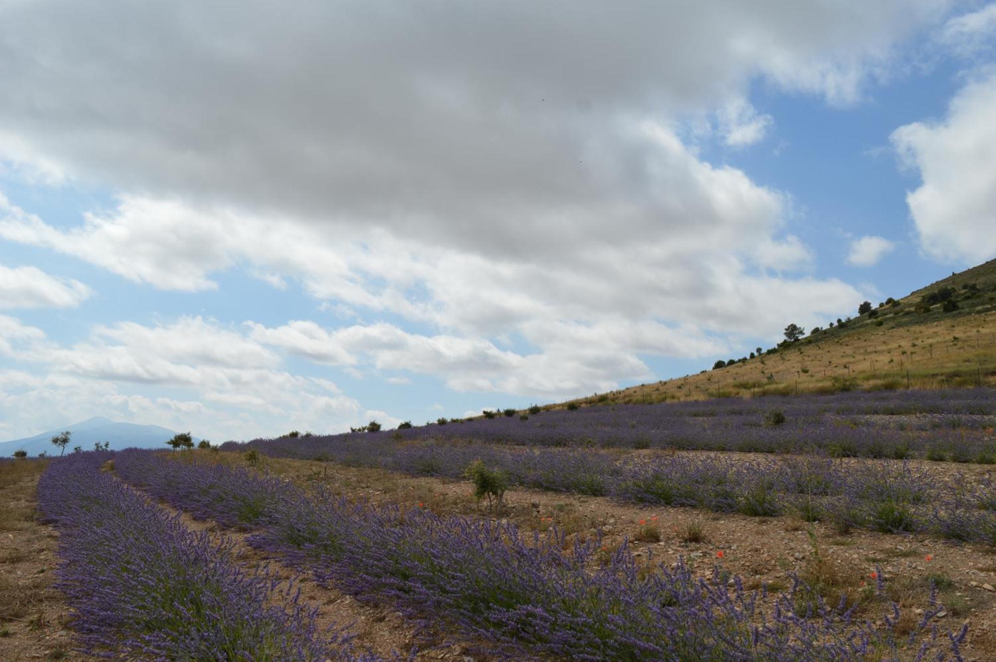 Las Abadias San Felices de los Gallegos Esterno foto